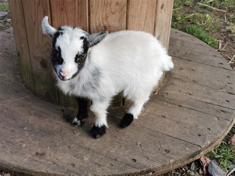 Buy a Goat .